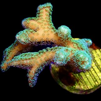 WYSIWYG 19F Fibre Optic Seriatopora Frag