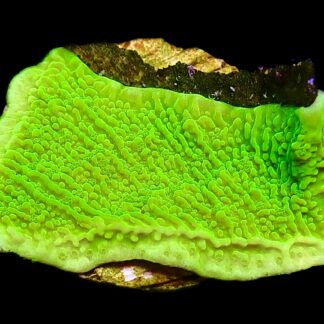WYSIWYG 13K Toxic Lime Plating Montipora Frag