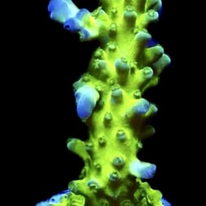 WYSIWYG M30 Violet Venom Acropora Frag Extra Large