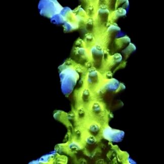 WYSIWYG M30 Violet Venom Acropora Frag Extra Large