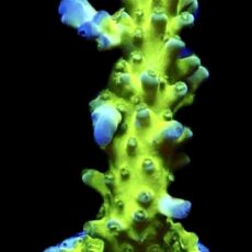 WYSIWYG M30 Violet Venom Acropora Frag Extra Large