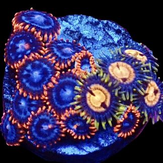 WYSIWYG  Zoanthid Frag C51