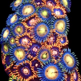 WYSIWYG  Zoanthid Frag C78
