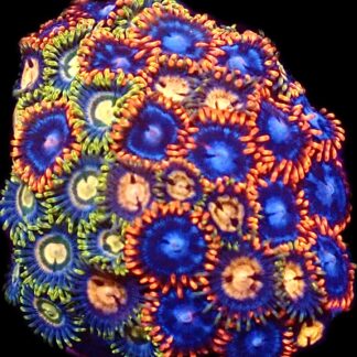 WYSIWYG  Zoanthid Frag C84