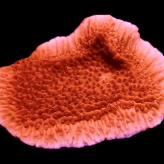WYSIWYG 14G Orange Plating Montipora Frag Large