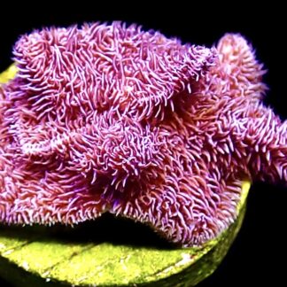 WYSIWYG 12C Ultra Purple Scrolling Pavona