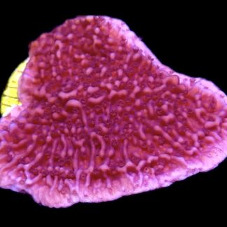 WYSIWYG 8F Purple Plating Montipora Frag