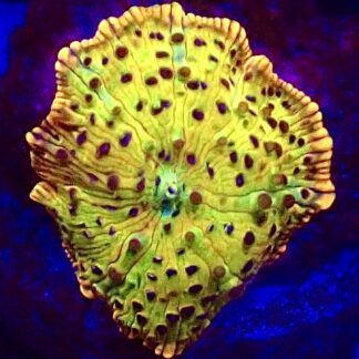 WYSIWYG A42 Ultra Discosoma Mushroom