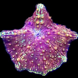 WYSIWYG A35 Rainbow Discosoma Mushroom