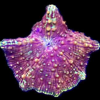 WYSIWYG A35 Rainbow Discosoma Mushroom