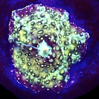 WYSIWYG A36 Ultra Discosoma Mushroom