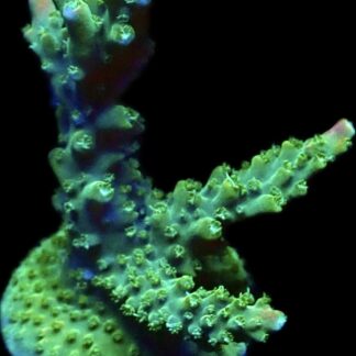 WYSIWYG 25H Rainbow Staghorn Acropora Extra Large