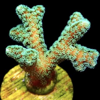 WYSIWYG 19K Super Bright Fibre Optic Seriatopora