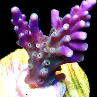 WYSIWYG M23 Purple Monster Acropora Frag