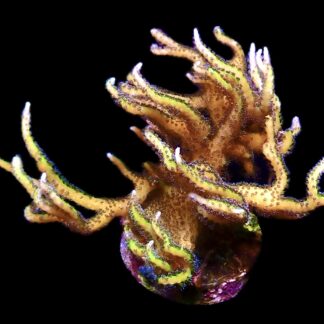 WYSIWYG 19L Limeberry Hysterix Frag Extra Large