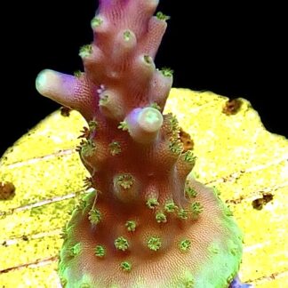 WYSIWYG 21i Purple Monster Acropora Frag