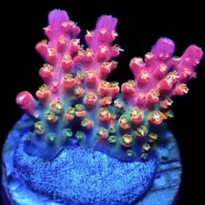 WYSIWYG 27E Rainbow Paletta Acropora