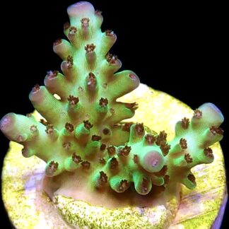 WYSIWYG M22 Berry Blast Granulosa Frag
