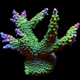 WYSIWYG R1 Bubblebath Unicorn Acropora Colony ( 80mm )