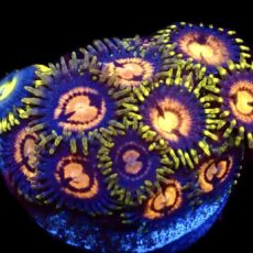 WYSIWYG  Zoanthid Frag C51