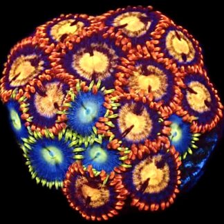 WYSIWYG  Zoanthid Frag C67