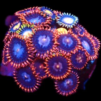 WYSIWYG  Zoanthid Frag C78