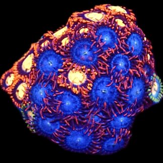 WYSIWYG  Zoanthid Frag C84