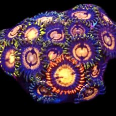 WYSIWYG  Zoanthid Frag C86
