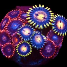 WYSIWYG  Zoanthid Frag C88
