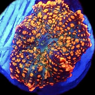 WYSIWYG 30D Ultra Rhodactis Mushroom