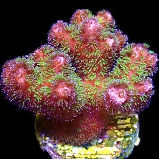 WYSIWYG 12i Amethyst Gem Pocillopora Frag Large