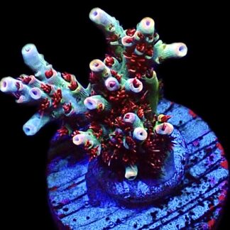 WYSIWYG 12F Dragon's Breath Acropora Frag Large   ***NEW***