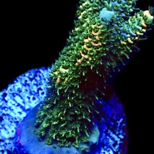 WYSIWYG 17C Sunset Millepora Frag