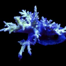WYSIWYG Neon Finger Leather Soft Coral Colony A2