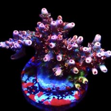 WYSIWYG 21E Dragon's Breath Acropora Frag Large ***NEW***
