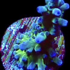 WYSIWYG 18E Electric Miyagi Tort Acropora Frag
