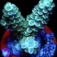 WYSIWYG 12F Neon Glow Acropora Tenius