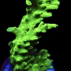 WYSIWYG 27E Green Slimer Acropora Frag