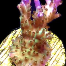 WYSIWYG 15i Pearlberry Acropora