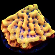 WYSIWYG 12B Beach Bum Montipora Frag