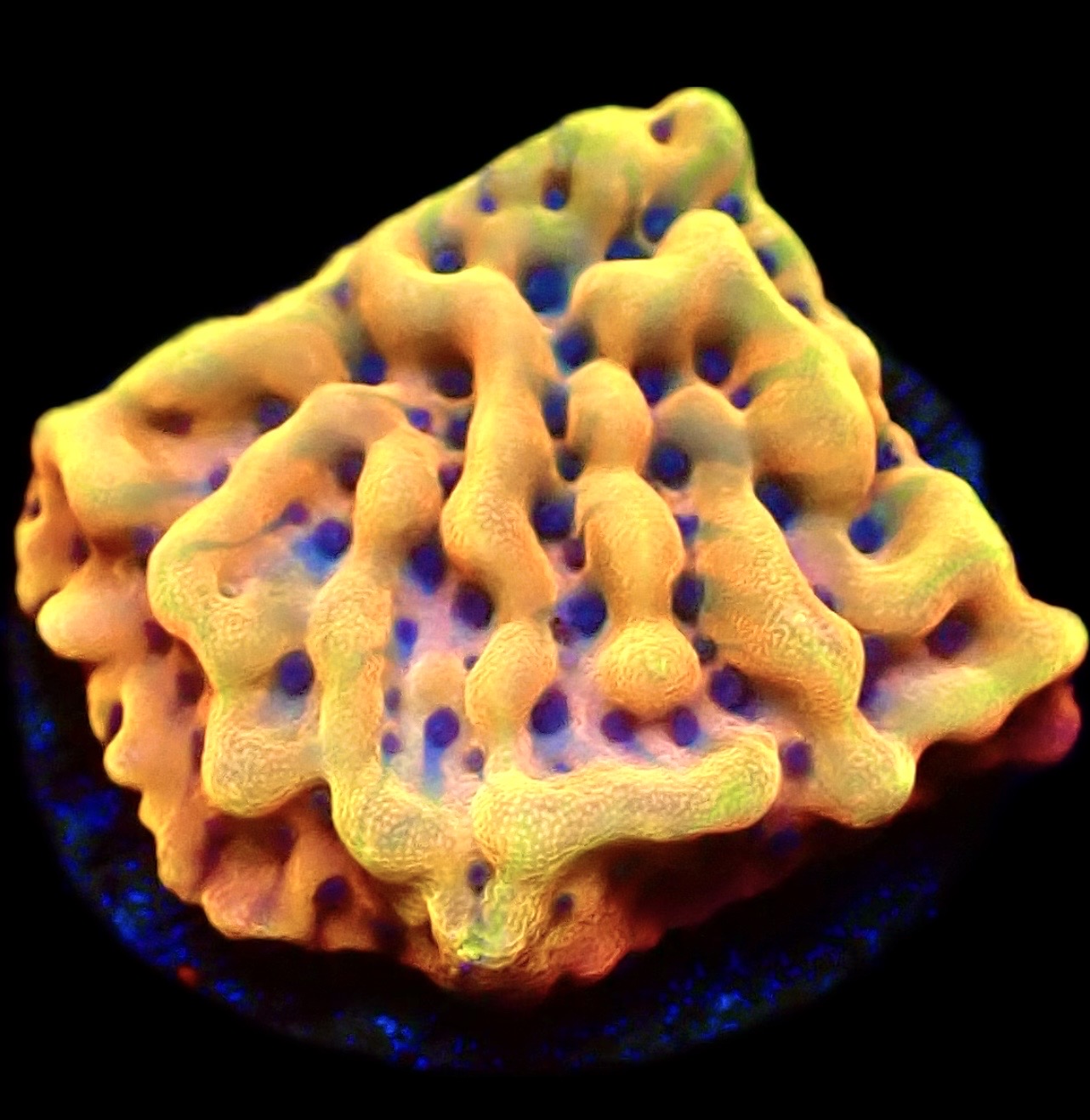 WYSIWYG 12B Beach Bum Montipora Frag