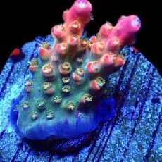 WYSIWYG 9D Rainbow Paletta Acropora