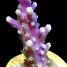 WYSIWYG 18C Purple Monster Acropora Frag