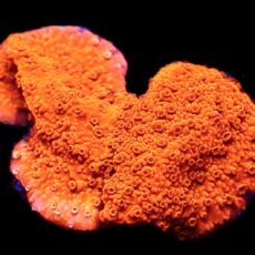 WYSIWYG 12A Sherbet Fizz Montipora Frag