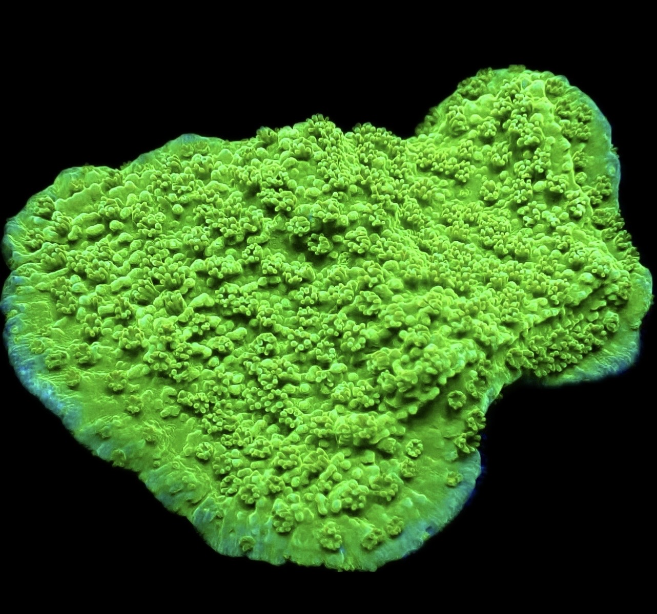 WYSIWYG 11D Green Goblin Montipora Frag