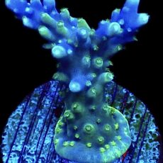 WYSIWYG 21B Purple Monster Acropora Frag
