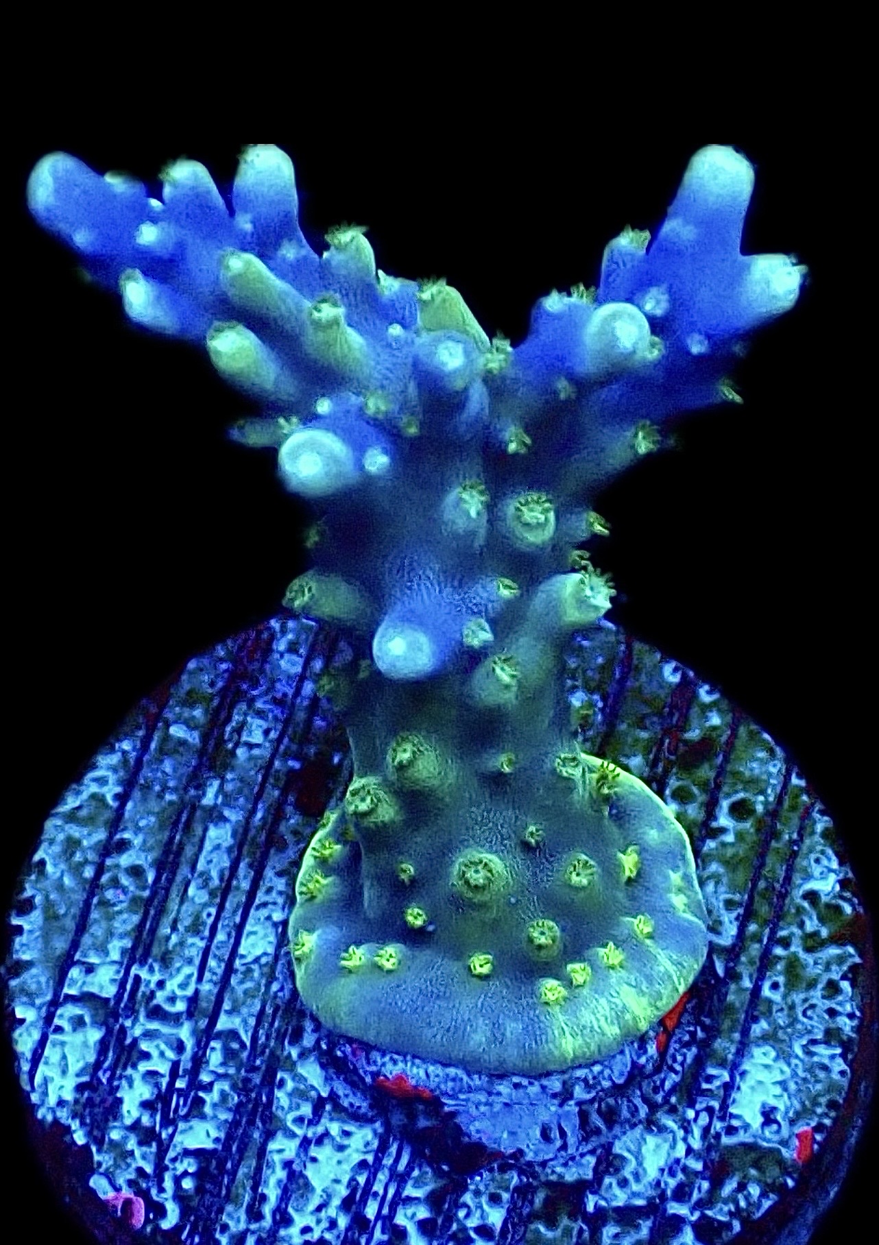 WYSIWYG 21B Purple Monster Acropora Frag