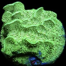 WYSIWYG 15B Ultra Metallic Scrolling Pavona Frag