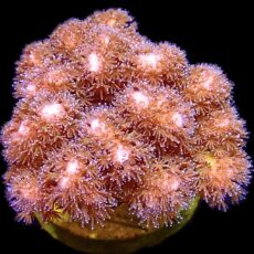 WYSIWYG 7B Cherry Tree Pocillopora Frag
