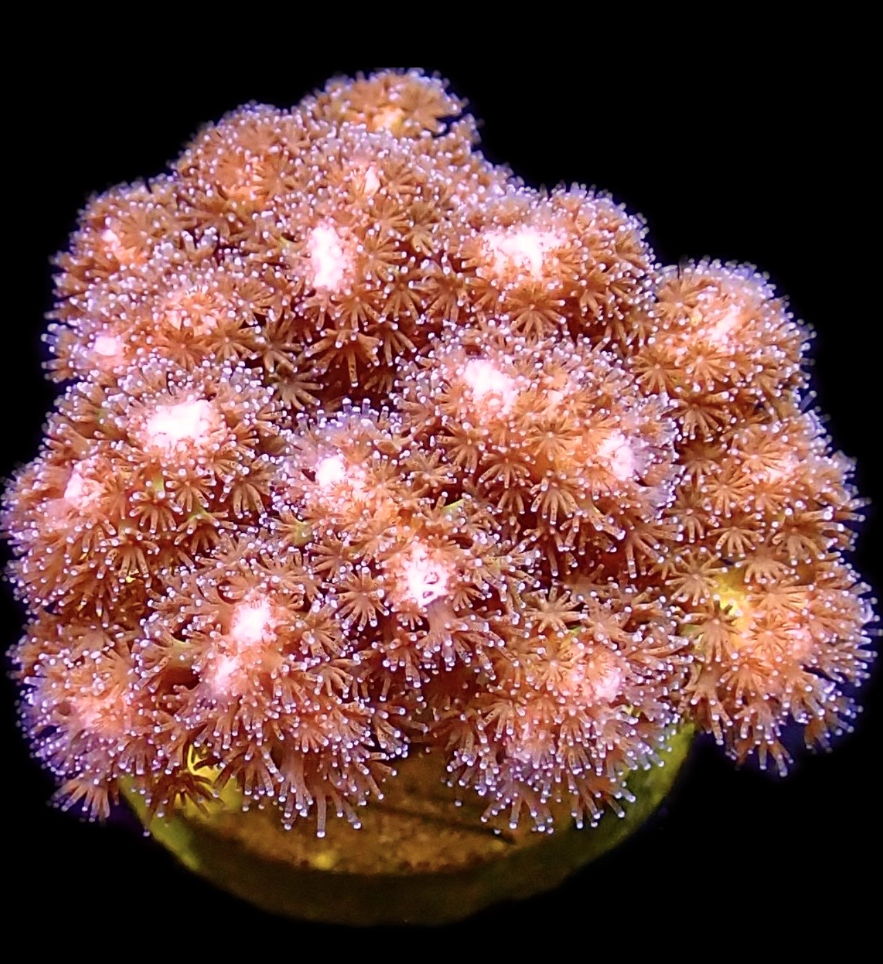 WYSIWYG 7B Cherry Tree Pocillopora Frag